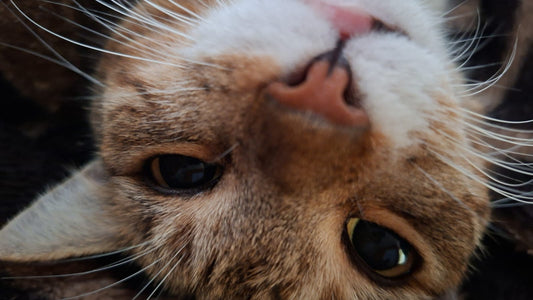 gato narizon